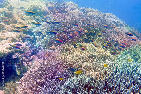 Obraz 海　ダイビング　写真　