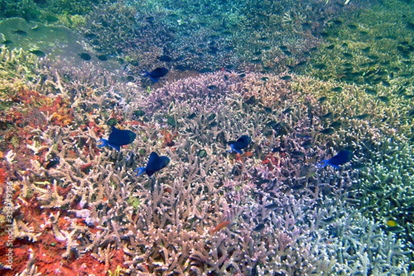 Obraz 海　ダイビング　写真　