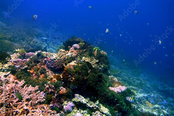 Obraz 海　ダイビング　写真　