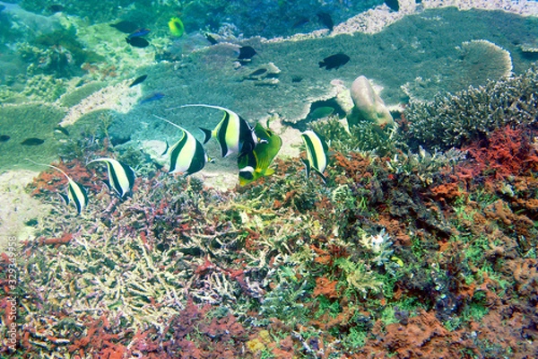 Obraz 海　ダイビング　写真　