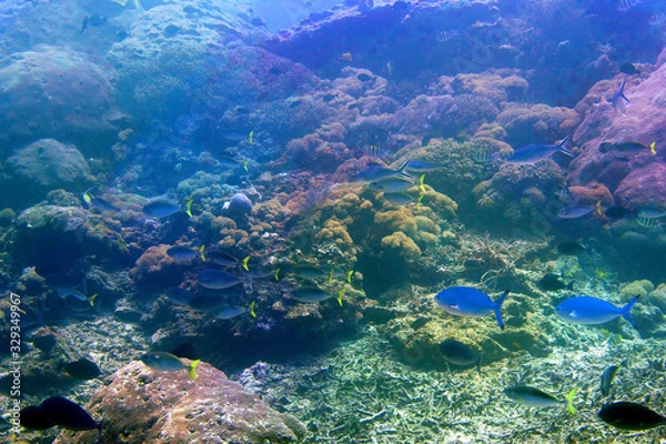 Obraz 海　ダイビング　写真　