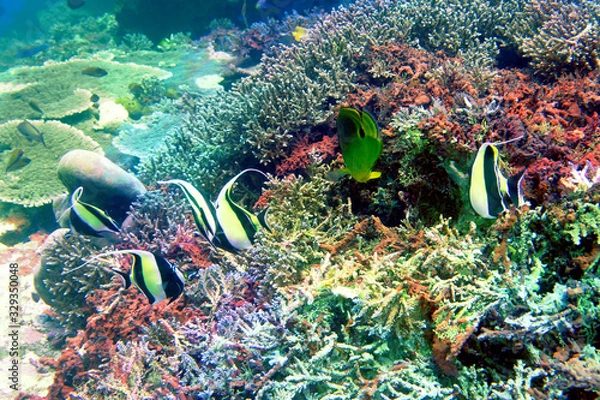 Obraz 海　ダイビング　写真　