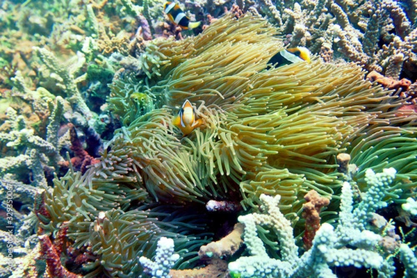 Obraz 海　ダイビング　写真　