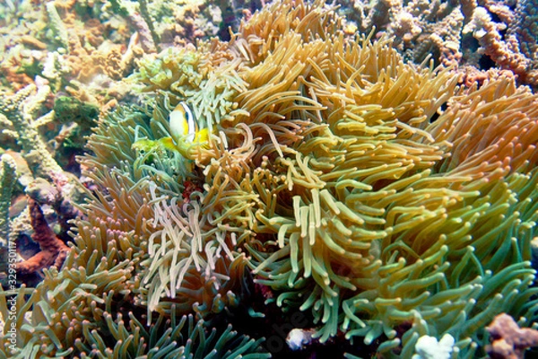 Obraz 海　ダイビング　写真　