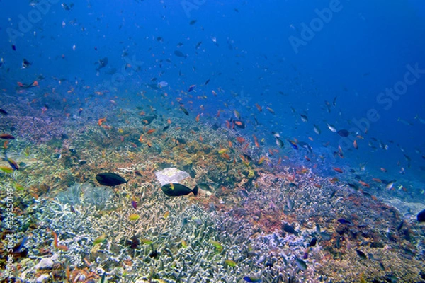 Obraz 海　ダイビング　写真　