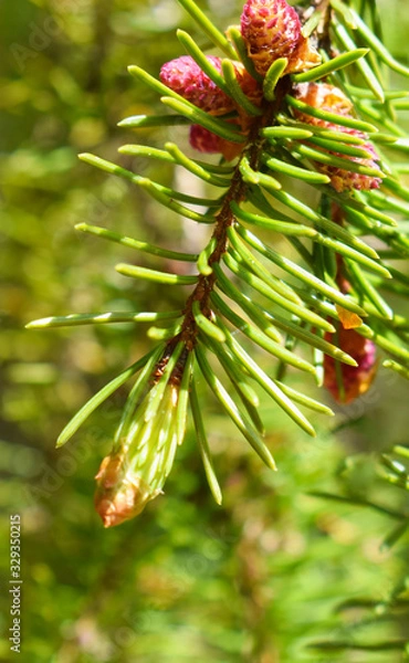 Fototapeta pine tree branch with cones