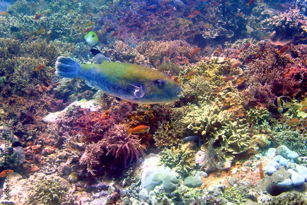 Obraz 海　ダイビング　写真　