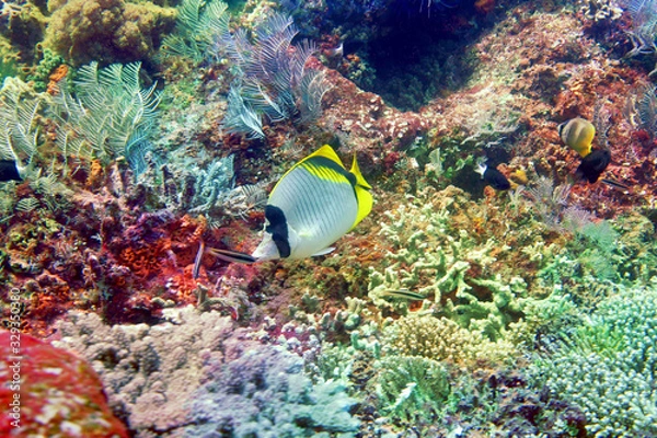 Obraz 海　ダイビング　写真　