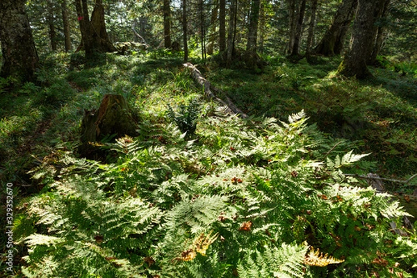 Fototapeta 日本・北海道東部の国立公園、オンネトーの散策路