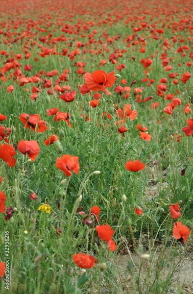 Fototapeta champ de coquelicots