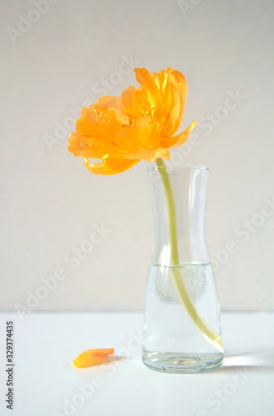 Fototapeta A single tulip in a glass vase against a light wall