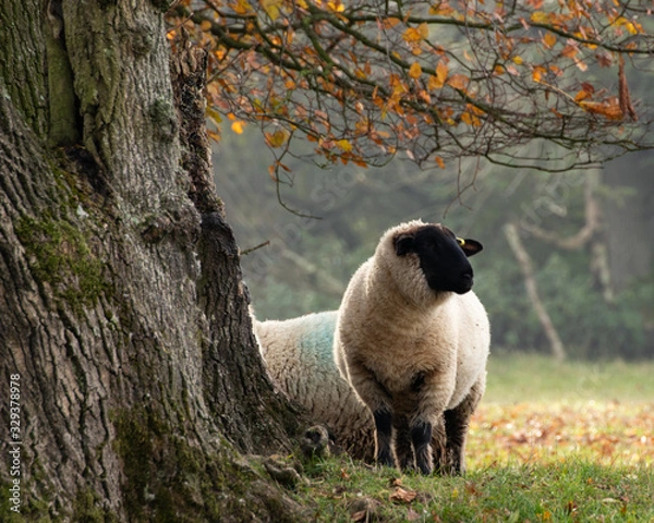 Obraz A black faced sheep standing under a tree with autumn or fall leaves