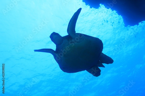 Obraz Green sea turtle