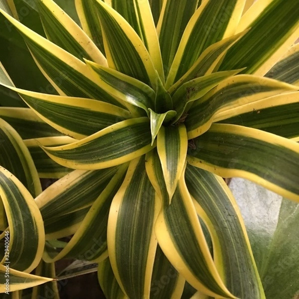 Obraz aloe vera plant