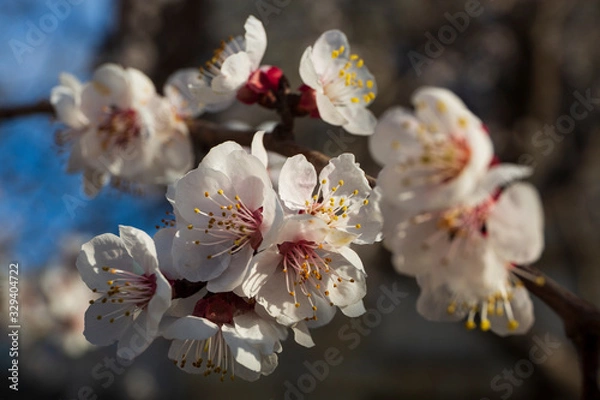 Fototapeta Blossoming sakura on a blue sky background