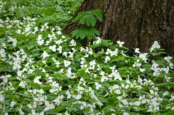 Fototapeta Mayapples and Trillium Mayapples and white trillium bloom in the spring woods