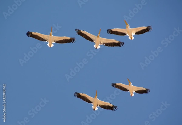 Fototapeta A flock of pelicans circling in the blue sky bottom view