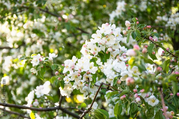 Fototapeta Beautiful tree with flowers on a spring day.