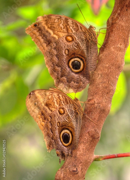 Obraz lli blue mortho