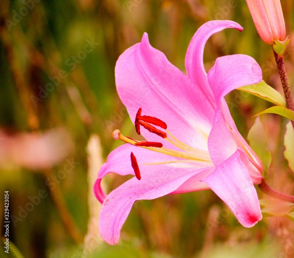 Obraz lli pink lily