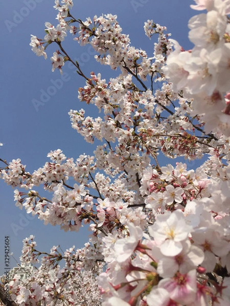 Obraz 桜
