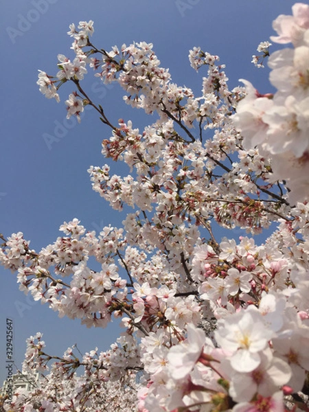Obraz 桜