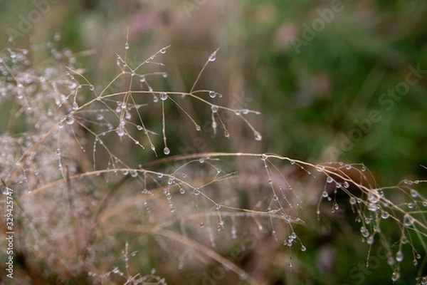 Obraz Dew drops like pearls