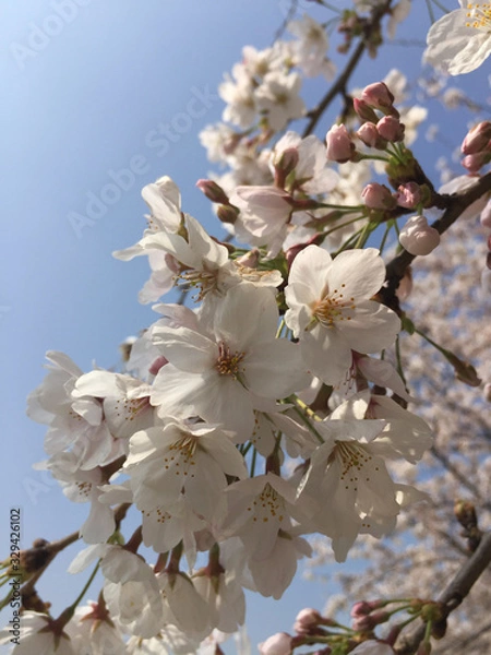 Obraz 桜