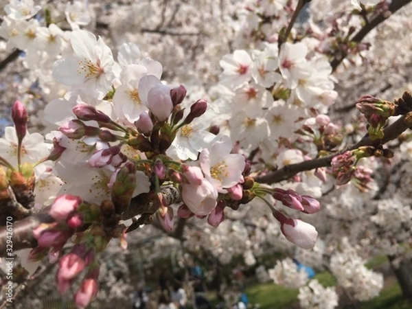 Obraz 桜