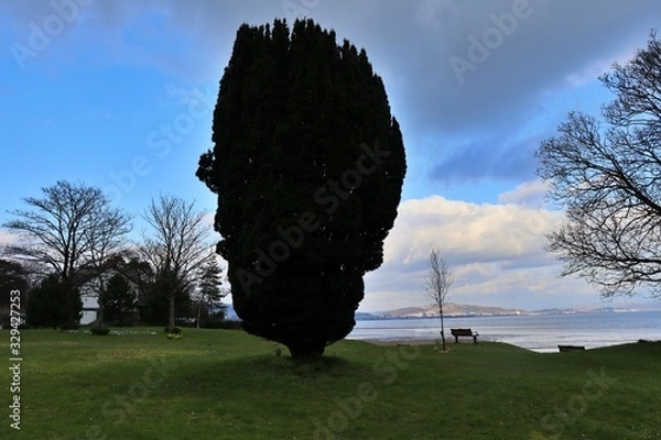 Fototapeta tree in park