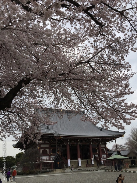 Obraz 桜