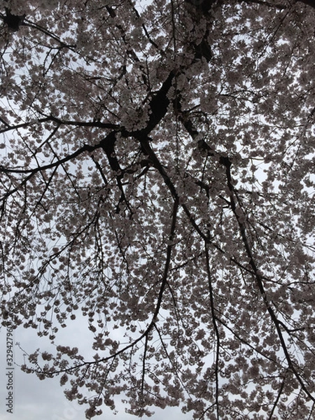 Obraz 桜