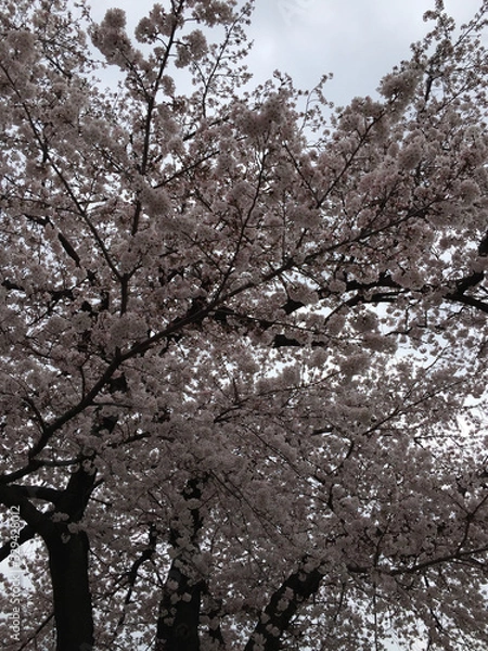 Obraz 桜