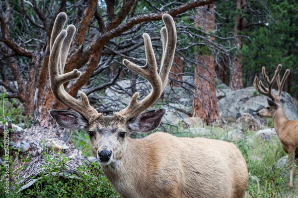 Obraz deer in the forest