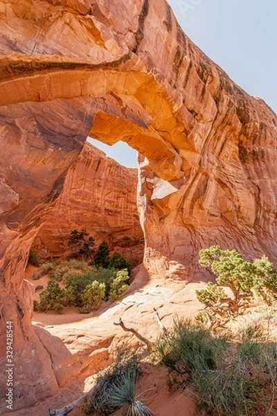 Obraz Pine Tree Arch