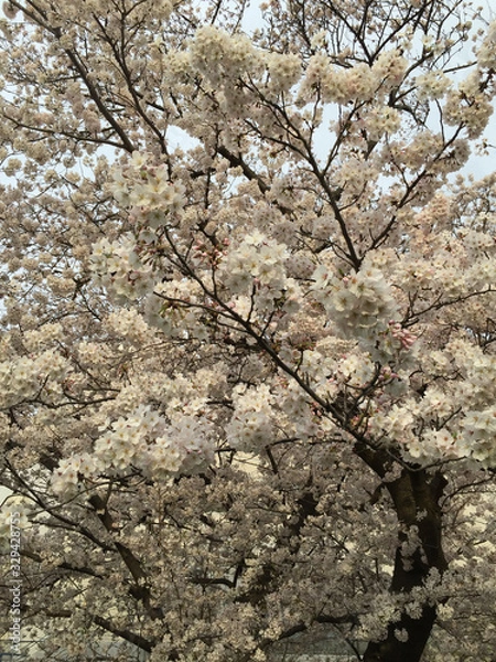 Obraz 桜