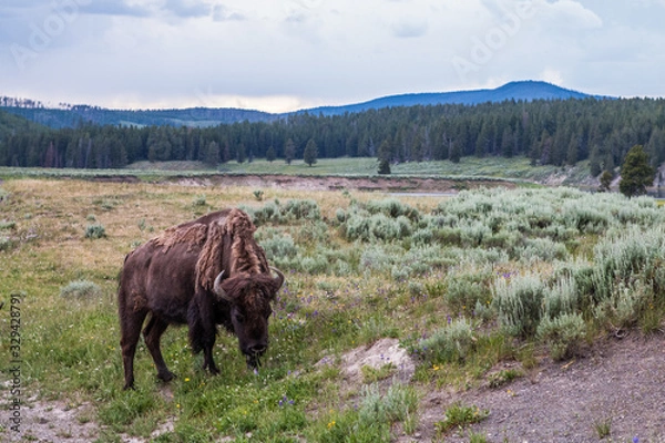 Obraz bison in wyoming