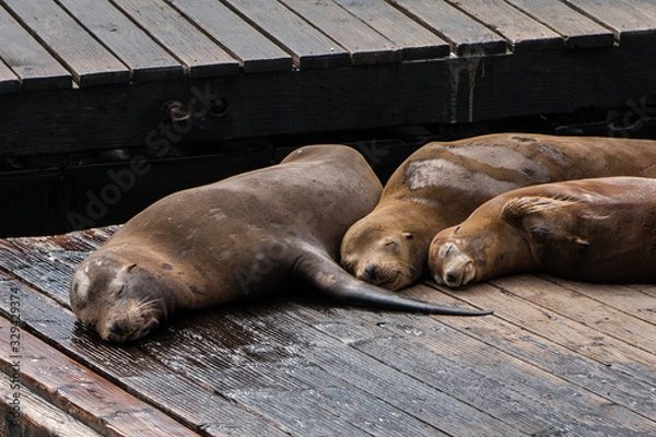 Obraz sleeping sea lion