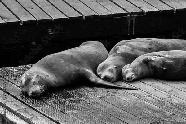 Fototapeta sleeping sea lion