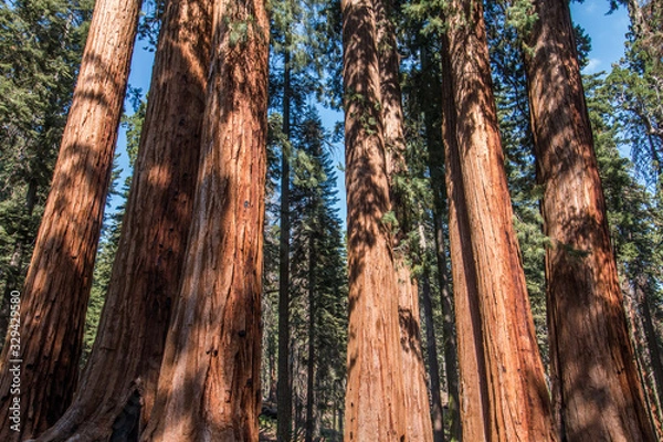 Obraz trunk of a tree