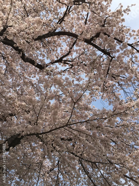 Obraz 桜
