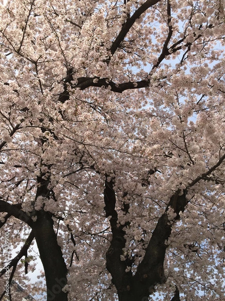 Obraz 桜
