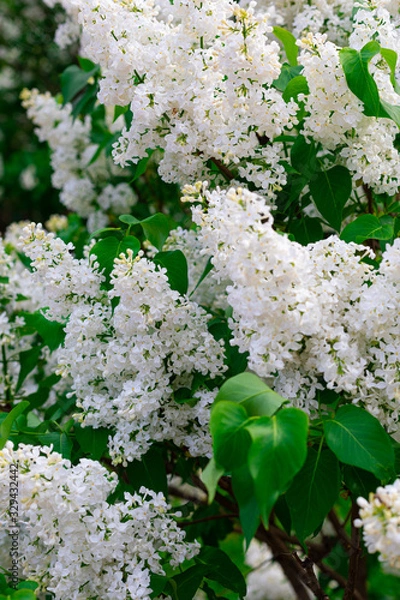 Fototapeta Fresh white lilac branches on the sunshine beam background, copyspace, selective focus