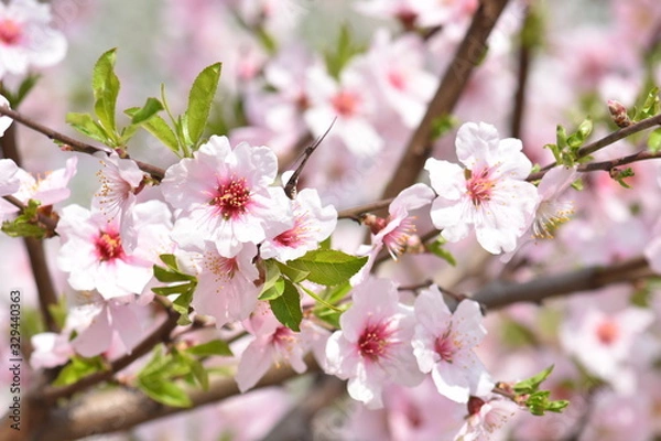 Fototapeta blooming cherry tree