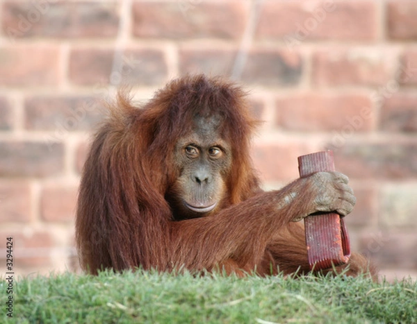 Fototapeta orang playing