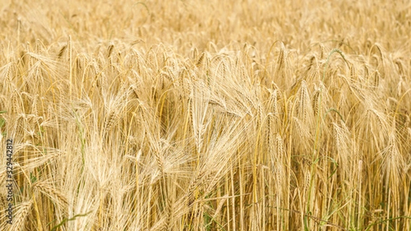 Obraz Champ d'orge dans le Puy-de-Dôme
