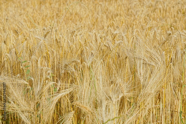 Obraz Champ d'orge dans le Puy-de-Dôme