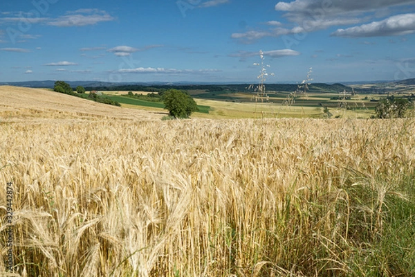 Obraz Champ d'orge dans le Puy-de-Dôme