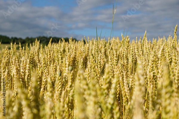 Obraz Champ d'orge dans le Puy-de-Dôme