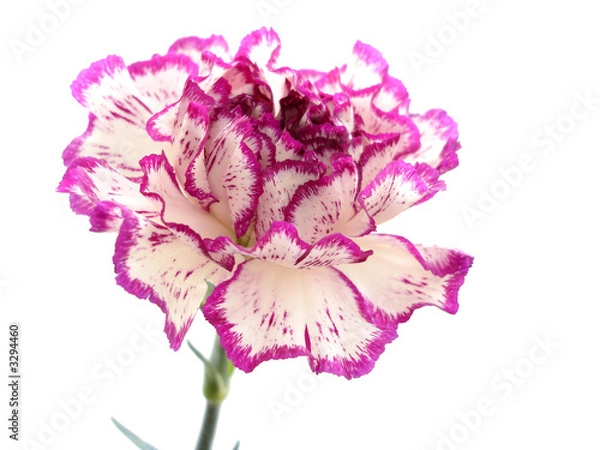Obraz purple and white carnation